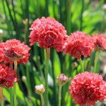 Армерия Балерина красная (red) /100 семян/ *Pan American*