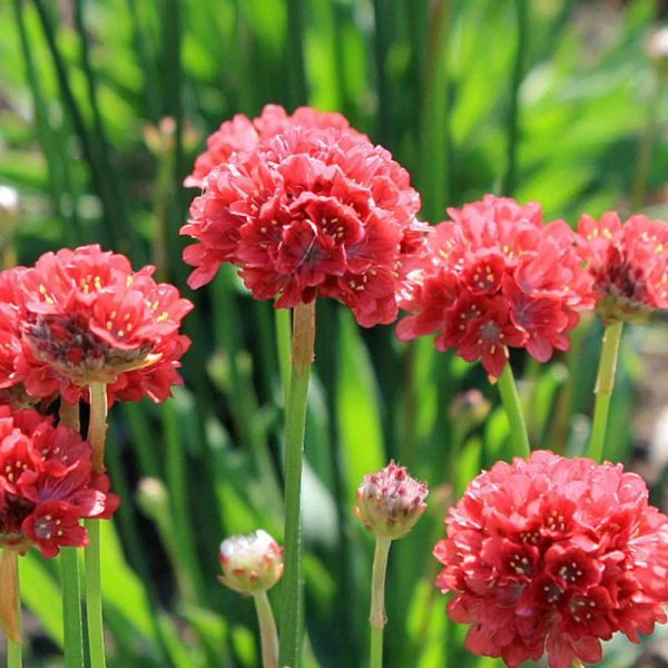 Насіння армерії Балерина червона (red) /100 насінин/ *Pan American*