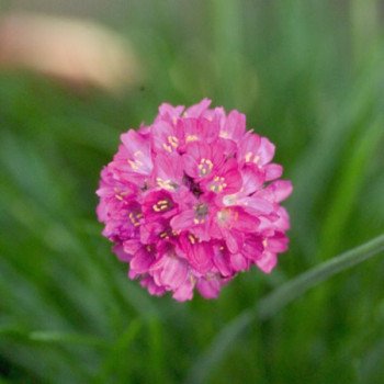 Армерія Ранкова Зірка темно-рожева (deep rose) /100 насінин/ *Benary*