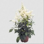 Астильба Астари белая (white) /50 семян/ *Benary*