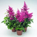 Астільба Астарі пінк (pink) /50 насінин/ *Benary*