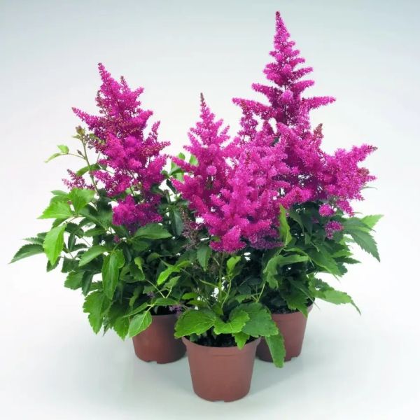 Насіння астільби Астарі пінк (pink) /50 насінин/ *Benary*