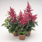 Астильба Астари розовая (rose) /50 семян/ *Benary*