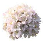 Армерія Ранкова Зірка біла (white) /100 насінин/ *Benary*