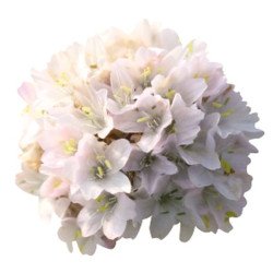 Армерія Ранкова Зірка біла (white) /100 насінин/ *Benary*