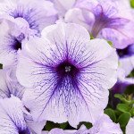 Петунія Мамбо F1 сріблясто-блакитна (silver blue) /1.000 насінин (драже)/ *Hem Genetics*