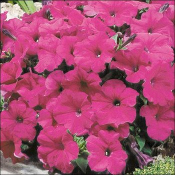 Петунія Ламбада F1 пурпурова (purple) /1.000 насінин (драже)/ *Hem Genetics*