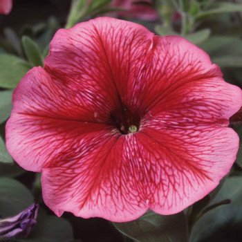 Петуния Ламбада F1 красная с прожилками (red veined) /1.000 семян (драже)/ *Hem Genetics*