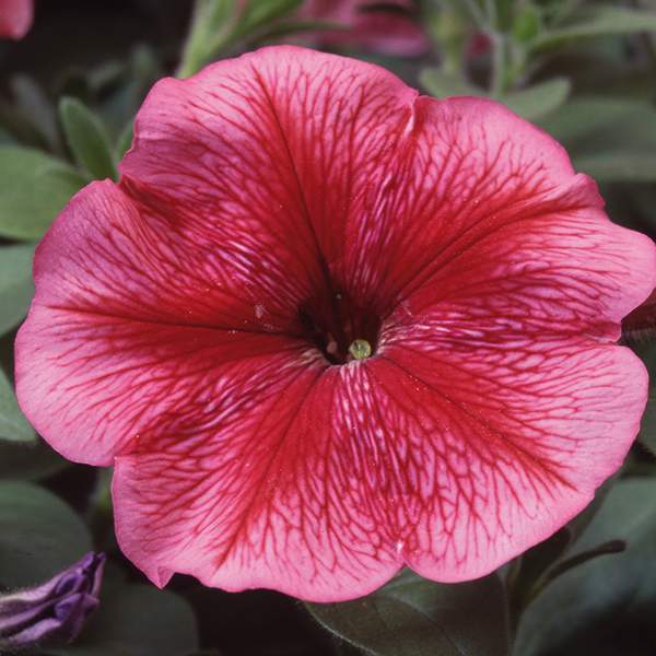 Насіння петунії Ламбада F1 червона з прожилками (red veined) /1.000 насінин (драже)/ *Hem Genetics*