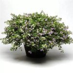 Бакопа Утопия F1 смесь (mix) /30 мультидраже/ *Pan American*