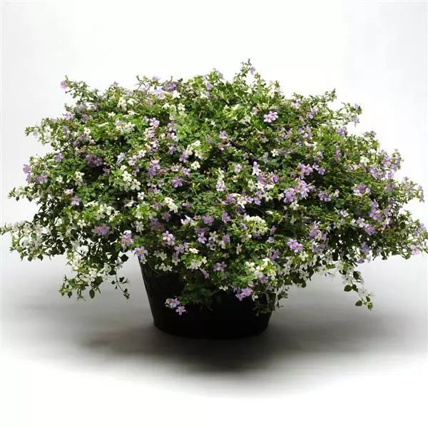 Семена бакопы Утопия F1 смесь (mix) /30 мультидраже/ *Pan American*