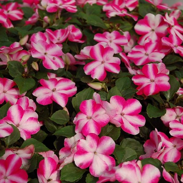 Насіння бальзамі́ну Баланс F1 рожева зірка (rose star) /100 насінин/ *Hem Genetics*