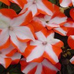 Бальзамин Баланс F1 оранжевая звезда (orange star) /100 семян/ *Hem Genetics*