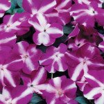 Бальзамин Баланс F1 фиолетовая звезда (violet star) /100 семян/ *Hem Genetics*