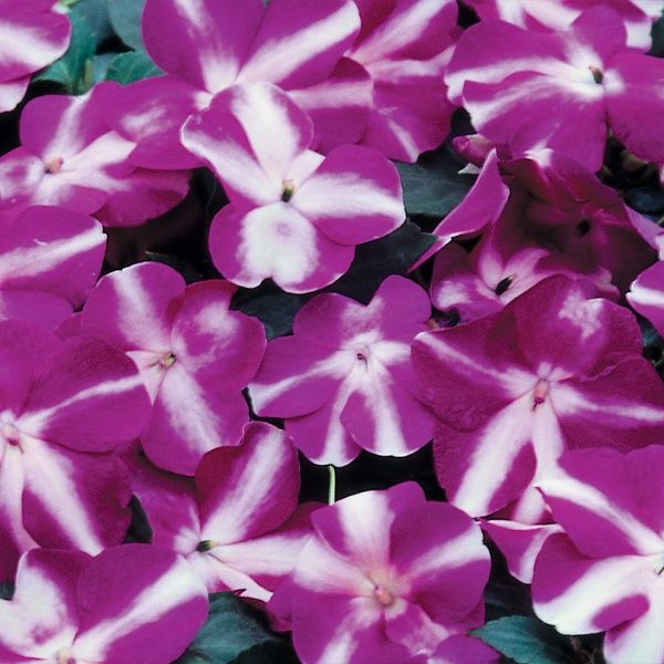 Насіння бальзамі́ну Баланс F1 фіолетова зірка (violet star) /100 насінин/ *Hem Genetics*