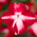 Бальзамін Імара F1 ред стар (red star) /100 насінин/ *Syngenta*