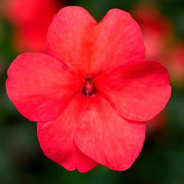 Насіння бальзамі́ну Імара F1 лососева (salmon) /100 насінин/ *Syngenta*