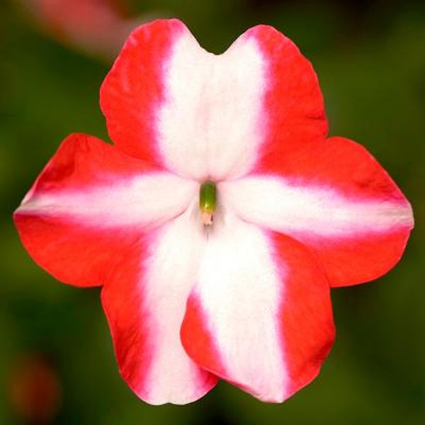 Насіння бальзамі́ну Імара F1 оранж стар (orange star) /100 насінин/ *Syngenta*