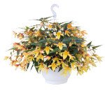 Бегонія Груві F1 меллов єлов (mellow yellow) /30 насінин/ *Benary*