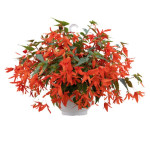 Бегонія Груві F1 помаранчева (orange) /30 насінин/ *Benary*