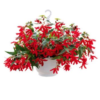 Бегонія Груві F1 червона (red) /30 насінин/ *Benary*