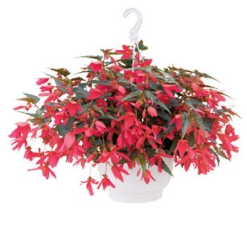 Бегонія Груві F1 рожева (rose) /30 насінин/ *Benary*