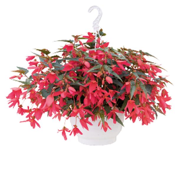 Насіння бегонії Груві F1 рожева (rose) /30 насінин/ *Benary*