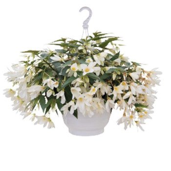 Бегонія Груві F1 біла (white) /30 насінин/ *Benary*