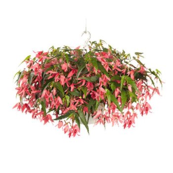 Бегонія Сан Сіті F1 Сан-Франциско (San Francisco) /30 насінин/ *Benary*