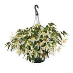 Бегония Сан Сити F1 Санта-Барбара (Santa Barbara) /30 семян/ *Benary*