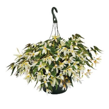 Бегонія Сан Сіті F1 Санта-Барбара (Santa Barbara) /30 насінин/ *Benary*