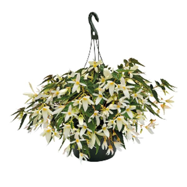 Семена бегонии Сан Сити F1 Санта-Барбара (Santa Barbara) /30 семян/ *Benary*