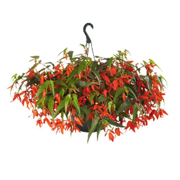 Семена бегонии Сан Сити F1 Санта-Крус (Santa Cruz) /30 семян/ *Benary*