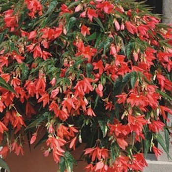 Бегонія Копакабана F1 лососева (salmon) /100 насінин (драже)/ *Cerny*