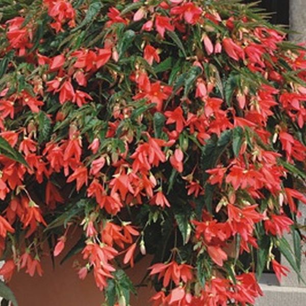 Насіння бегонії Копакабана F1 лососева (salmon) /100 насінин (драже)/ *Cerny*