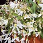 Бегонія Копакабана F1 біла (white) /100 насінин (драже)/ *Cerny*