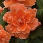 Бегонія AмеріГібрид F1 пікоті лейс апрікот (picotee lace apricot) /100 насінин (драже)/ *Pan American*