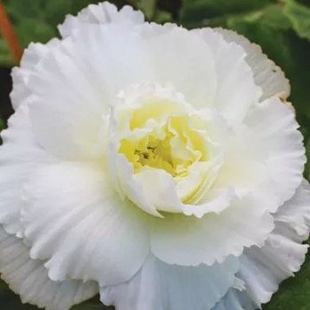 Бегония АмериГибрид F1 рафлд вайт (rufled white) /100 семян (драже)/*Pan American*