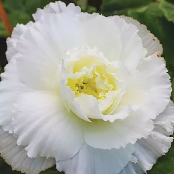 Насіння бегонії AмеріГібрид F1 рафлд вайт (rufled white) /100 насінин (драже)/*Pan American*