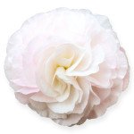 Бегонія Нонстоп F1 яблуневий цвіт (appleblossom) /100 насінин (драже)/ *Benary*