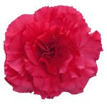Бегония Нонстоп F1 темно-розовая (deep rose) /100 семян (драже)/ *Benary*