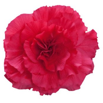 Бегония Нонстоп F1 темно-розовая (deep rose) /100 семян (драже)/ *Benary*