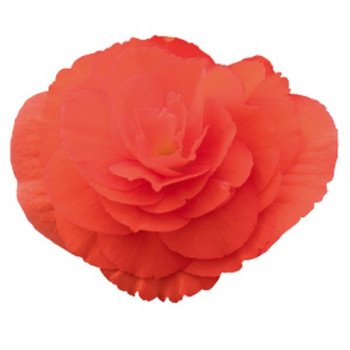 Бегонія Нонстоп F1 лососева (salmon) /100 насінин (драже)/ *Benary*