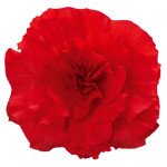 Бегонія Нонстоп F1 червона (red) /100 насінин (драже)/ *Benary*