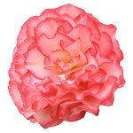 Бегония Нонстоп F1 роуз пикоти (rose picotee) /100 семян (драже)/ *Benary*