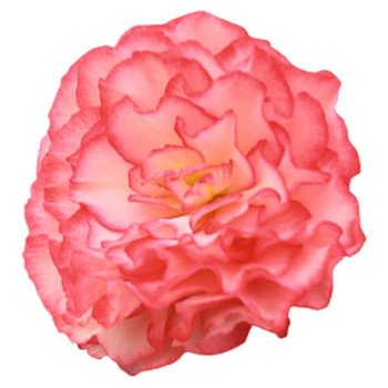 Бегония Нонстоп F1 роуз пикоти (rose picotee) /100 семян (драже)/ *Benary*