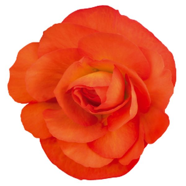 Семена бегонии Нонстоп F1 сансет (sunset) /100 семян (драже)/ *Benary*