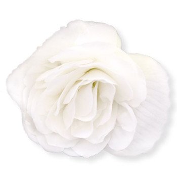 Бегония Нонстоп F1 белая (white) /100 семян (драже)/ *Benary*