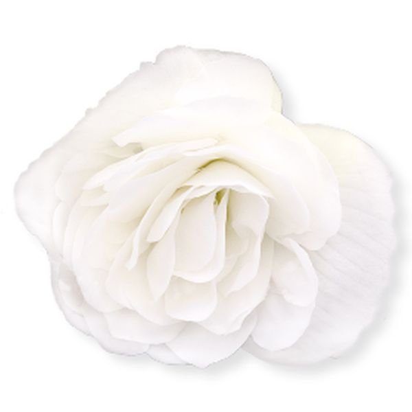 Насіння бегонії Нонстоп F1 біла (white) /100 насінин (драже)/ *Benary*