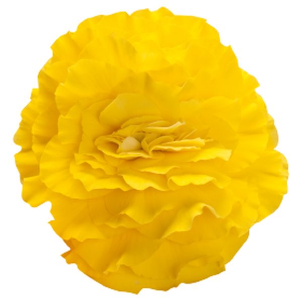 Насіння бегонії Нонстоп F1 єлов ред блек (yellow red black) /100 насінин (драже)/ *Benary*